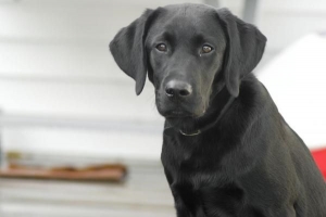 Hoe weet u of uw hond artritis heeft?