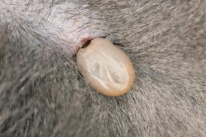 Hoe weet u of uw hond de ziekte van lyme heeft?