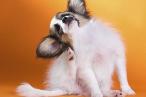 Hoe weet u of uw hond teken heeft?