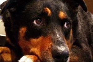 Hoe weet u of uw hond uitgedroogd is?
