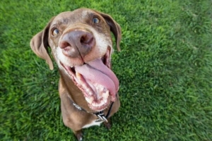 Hoe u weet of uw hond gelukkig is: 7 tekens