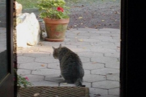 Hoe kan ik mijn kat een week alleen laten?