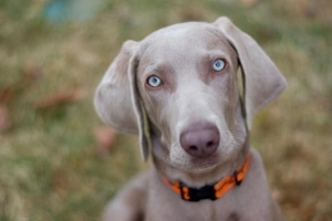 Hoe zorg je voor een weimaraner?
