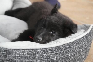 Hoe maak je een bed voor een hond?
