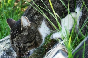 Hoe kan ik mijn kat meer water laten drinken?