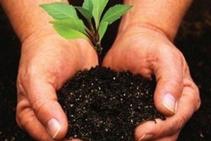 Hoe maak je thuis natuurlijke mest voor planten en tuin?