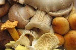 Champignons bewaren