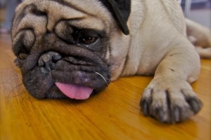 Hoe een fantoomzwangerschap bij honden te voorkomen?