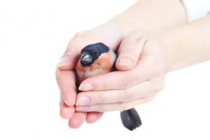 Hoe te voorkomen dat vogels ontsnappen?