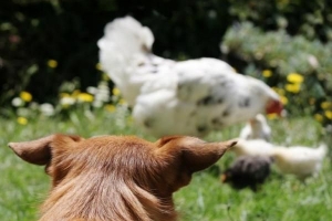 Hoe voorkom ik dat mijn hond kippen aanvalt?