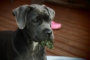 Hoe voorkom ik dat mijn hond afval eet?