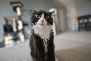 Parasieten bij katten voorkomen?