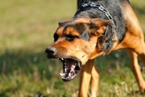 Hoe hondsdolheid bij honden te voorkomen?