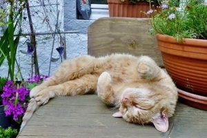 Hoe te voorkomen dat katten op tafels springen
