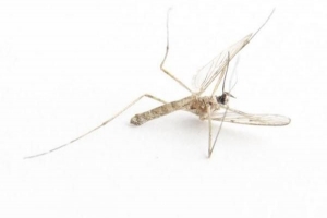 Hoe u kunt voorkomen dat insecten uw huis binnenkomen?