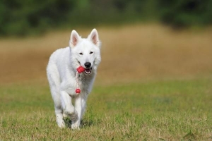 Hoe voorkom ik dat mijn hond wegrent als hij niet is aangelijnd?