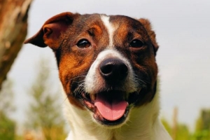 Hoe voorkom ik dat mijn hond aan deuren krabt?