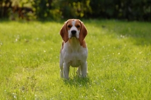 Hoe kan ik voorkomen dat mijn hond zoveel haar verliest?