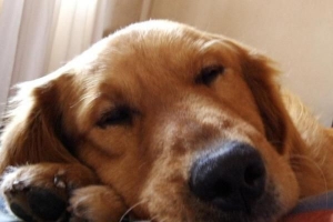 Hoe kan ik voorkomen dat mijn hond op meubels springt?