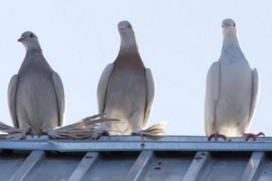 Hoe u kunt voorkomen dat duiven naar uw dak komen?