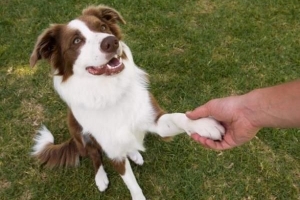 Hoe leer je een hond om een ​​poot te schudden?