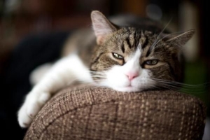 Hoe leer ik mijn kat om niet op de bank te springen?