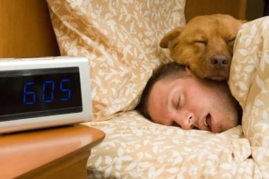 Hoe leer je je hond om niet op het bed te springen?