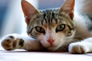 Hoe weet u of een kat hondenziekte heeft?