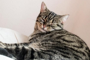 Hoe weet u of een kat nierfalen heeft?