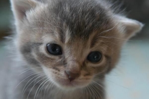 Hoe weet je of een kat mannelijk of vrouwelijk is?