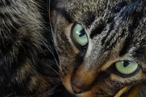 Hoe weet ik of mijn kat bloedarmoede heeft?
