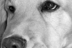 Hoe weet ik of mijn hond schurft heeft?