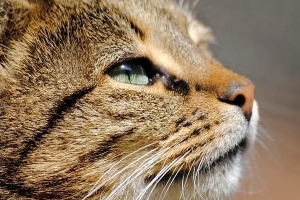 Hoe weet u of uw kat ziek is?