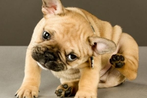 Hoe weet u of uw hond vlooien of een droge huid heeft?