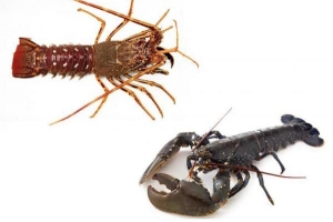 Hoe herken je het verschil tussen rivierkreeft en kreeft?