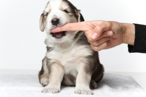 Hoe leer ik mijn puppy om niet te bijten?