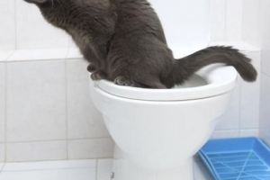 Hoe u uw kat kunt trainen om het toilet te gebruiken