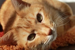 Hoe een kat met kattenaids te behandelen?