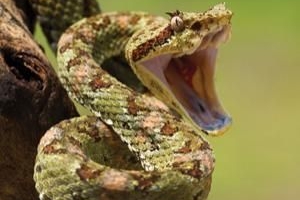 Hoe behandel je een slangenbeet in het wild in india?