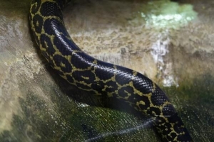 Het verschil tussen slangen en adders