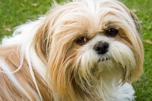 Wat zijn de kenmerken van een shih tzu-hond?