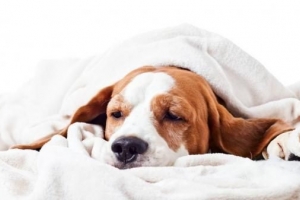 Wat mag een hond met gastro-enteritis eten en drinken?