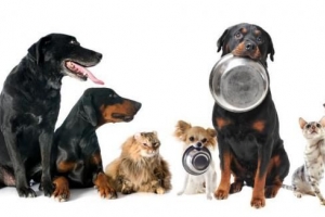 Wat kunt u een hond voeren met nierfalen?