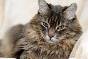 Welke ziekten kan ik krijgen van een kat?