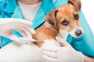 Wat doet een microchip bij een hond?