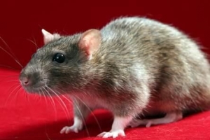 Wat betekent dromen over ratten?