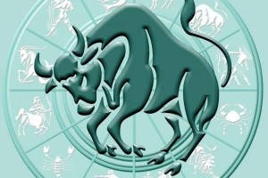Hoe ziet een stier eruit??