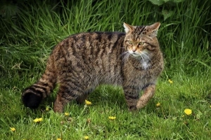 Wat is een wildcat like?