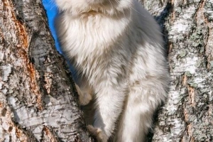 Wat is een angora-kat - feiten en persoonlijkheidskenmerken