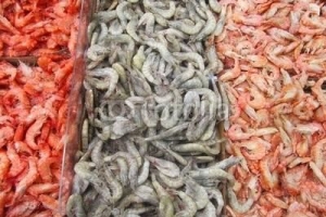Wat is het verschil tussen een garnaal en een garnaal?